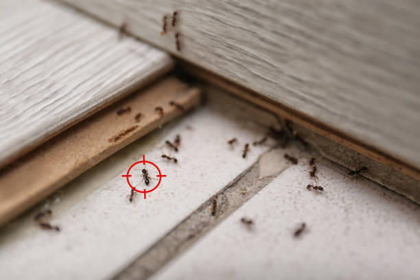 Best Best Pest Control Companies  in Grove City, FL