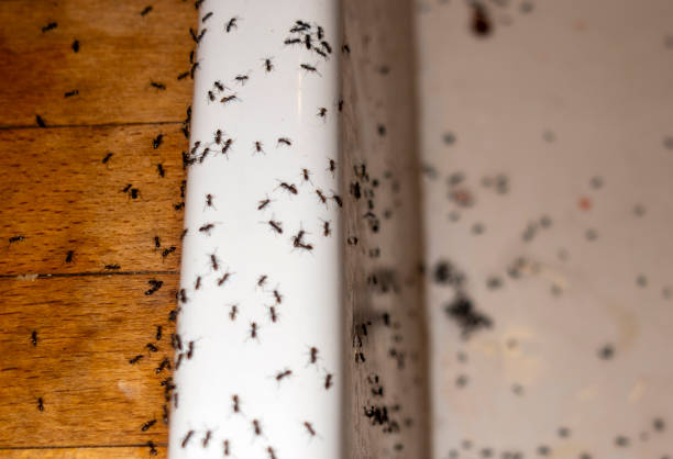Wasp Removal Services in Grove City, FL